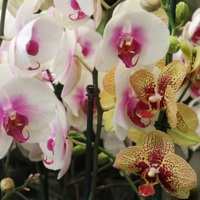 El 1 de febrero inicia la exposición nacional de orquídeas